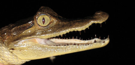Crocodile Amazonie