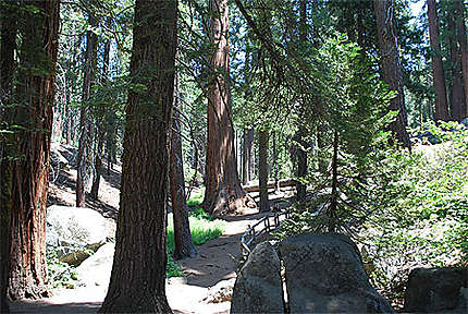 Découverte du Séquoia National Park
