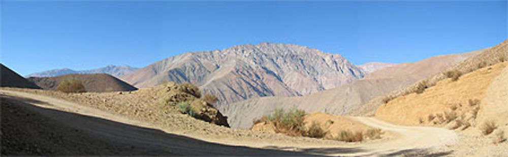 Pisco Elqui