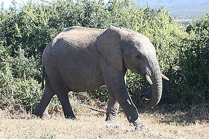 Jeune éléphant 