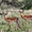 Jeunes males Impala