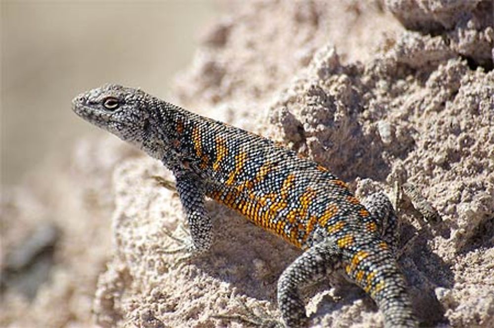 Lézard sur le salar de Atacama