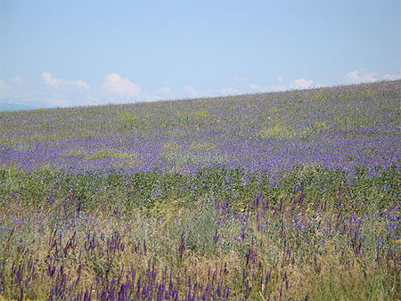 Des champs en fleurs, sur des kilomètres Des champs en fleurs, sur des kilomètres