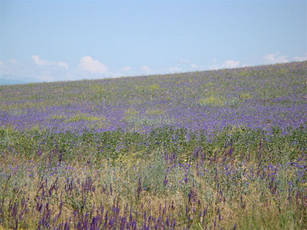 Des champs en fleurs, sur des kilomètres