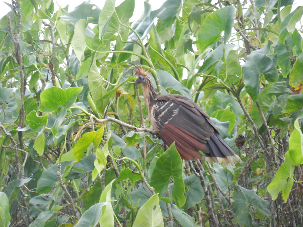 Oiseaux de Guyane