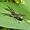 Araignée du Laos