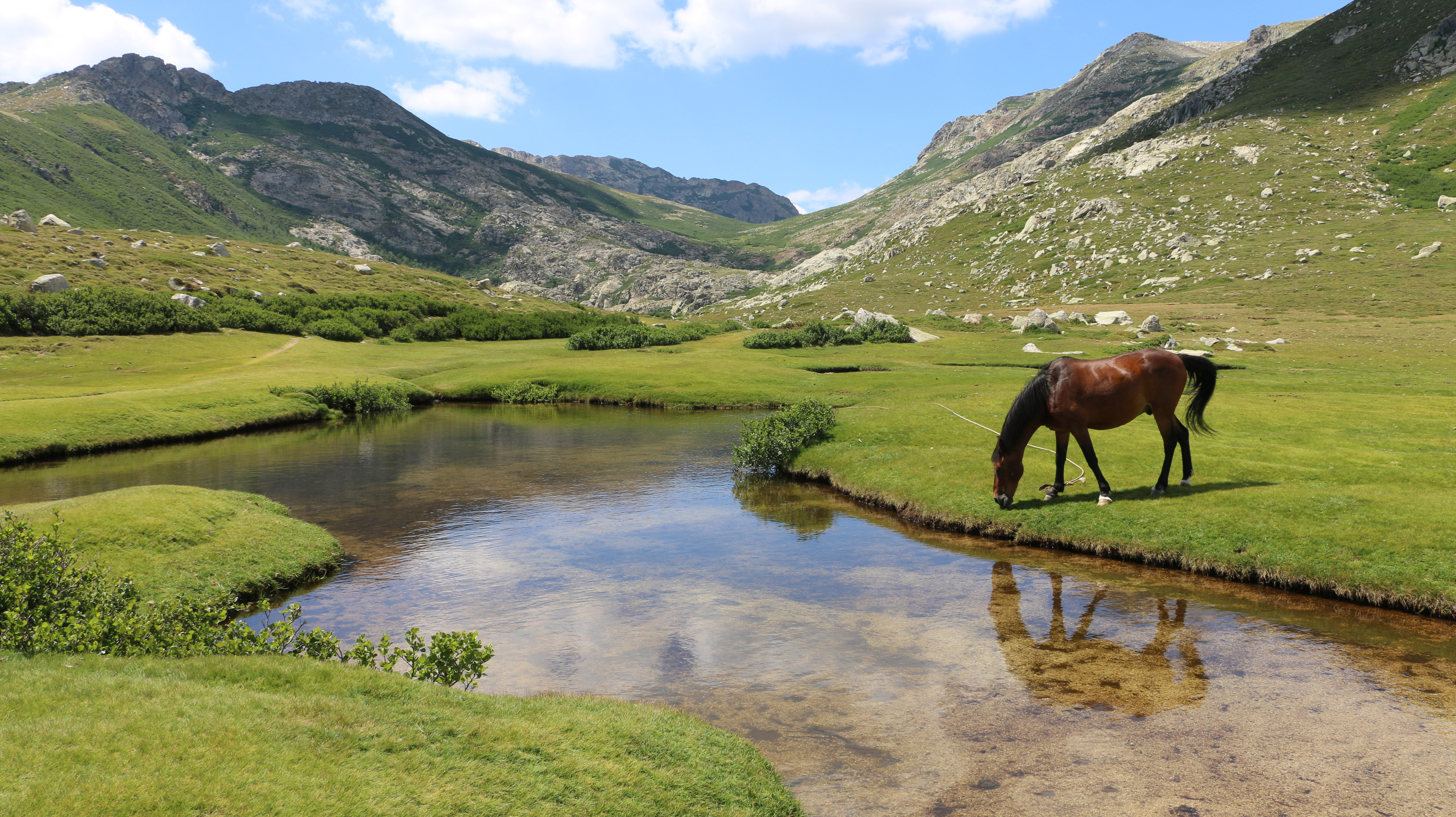 Cheval dans les pozzines corses Cheval dans les pozzines corses