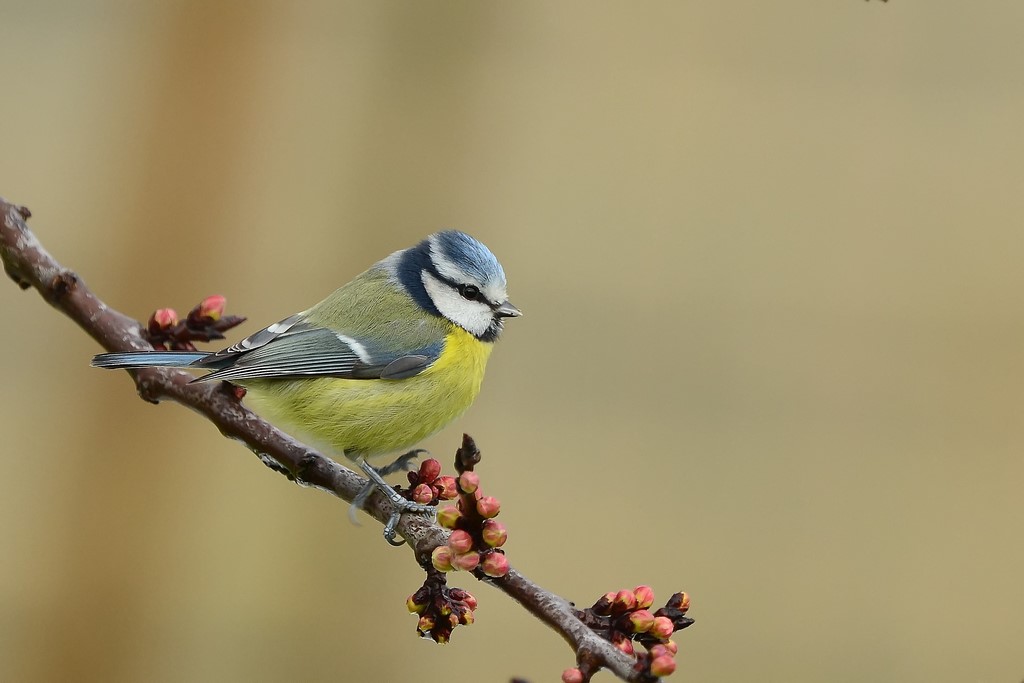Mésange bleue Mésange bleue