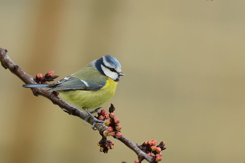 Mésange bleue