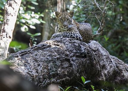 Léopard, au parc national de Wilpattu, Sri Lanka