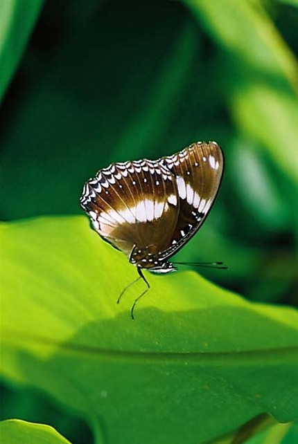 Papillon calédonien