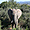 Eléphant du Cap