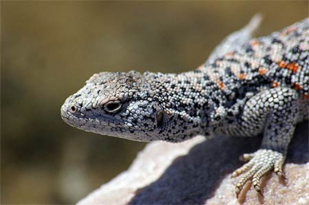 Lézard d'Atacama