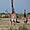 3 girafes curieuses