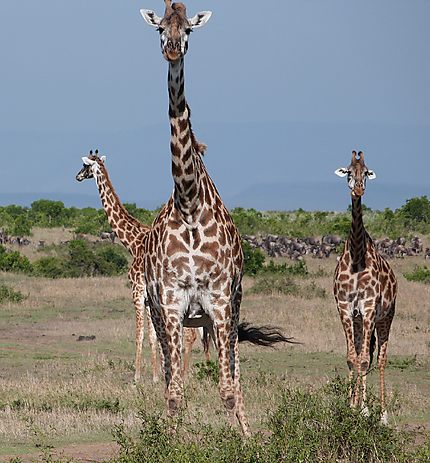 3 girafes curieuses