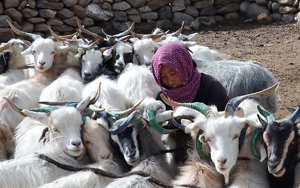 Traite des chèvres pashmina