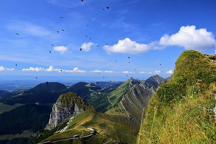 Vol d'oiseaux au sommet des Rochers-de-Naye