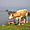 Vache au Lac Baïkal