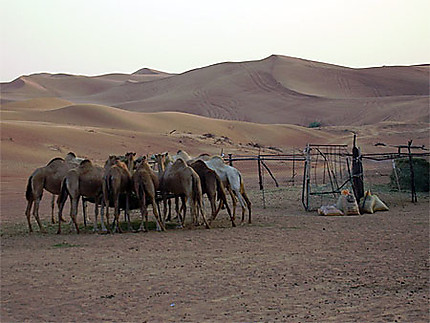 Chameaux dans le désert de Dubaï