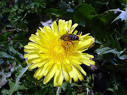 Abeille sur fleur de pissenlit