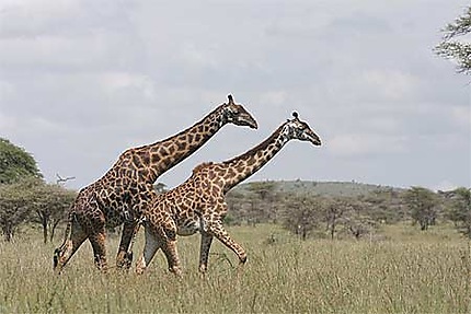 Couple de girafe