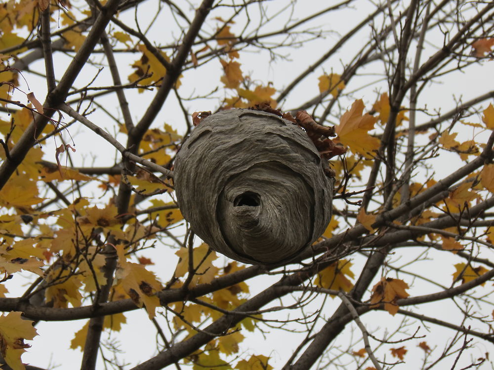 Nid d'abeille à Longueuil