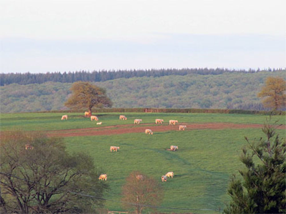 Balade charolaise en fin d'après-midi