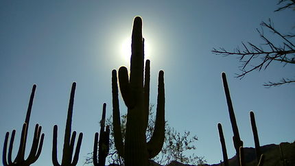 Saguaro national park