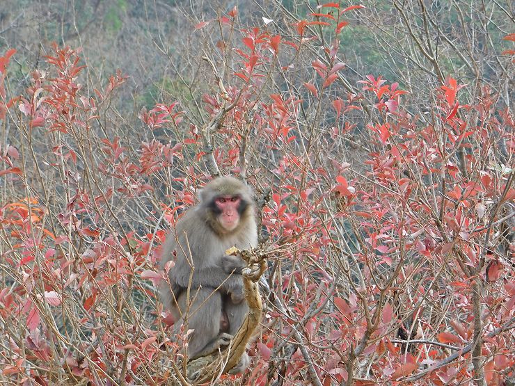 Macaque d'Arashiyama, Kyoto, Japon