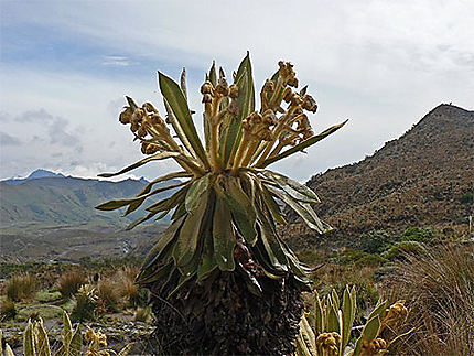 Parque Los nevados