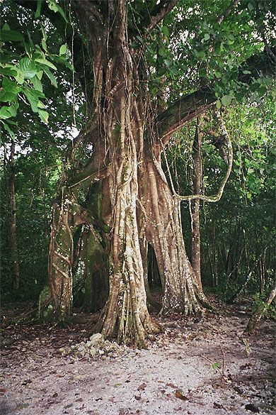 Ficus Arbres  Parc national de Baluran Java 