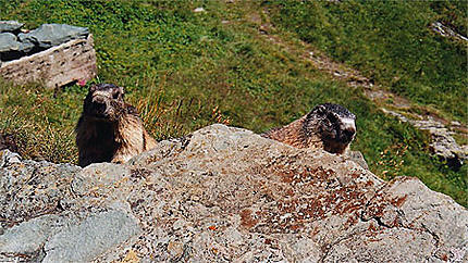 Marmottes curieuses