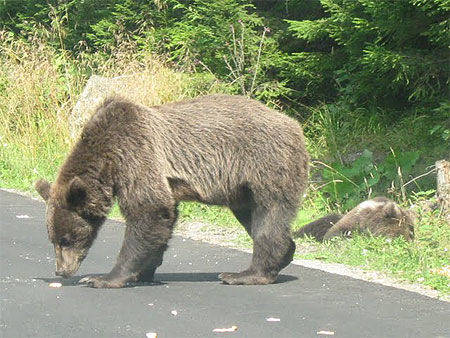 Des ours sur la route