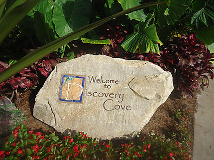 Welcome to Discovery Cove