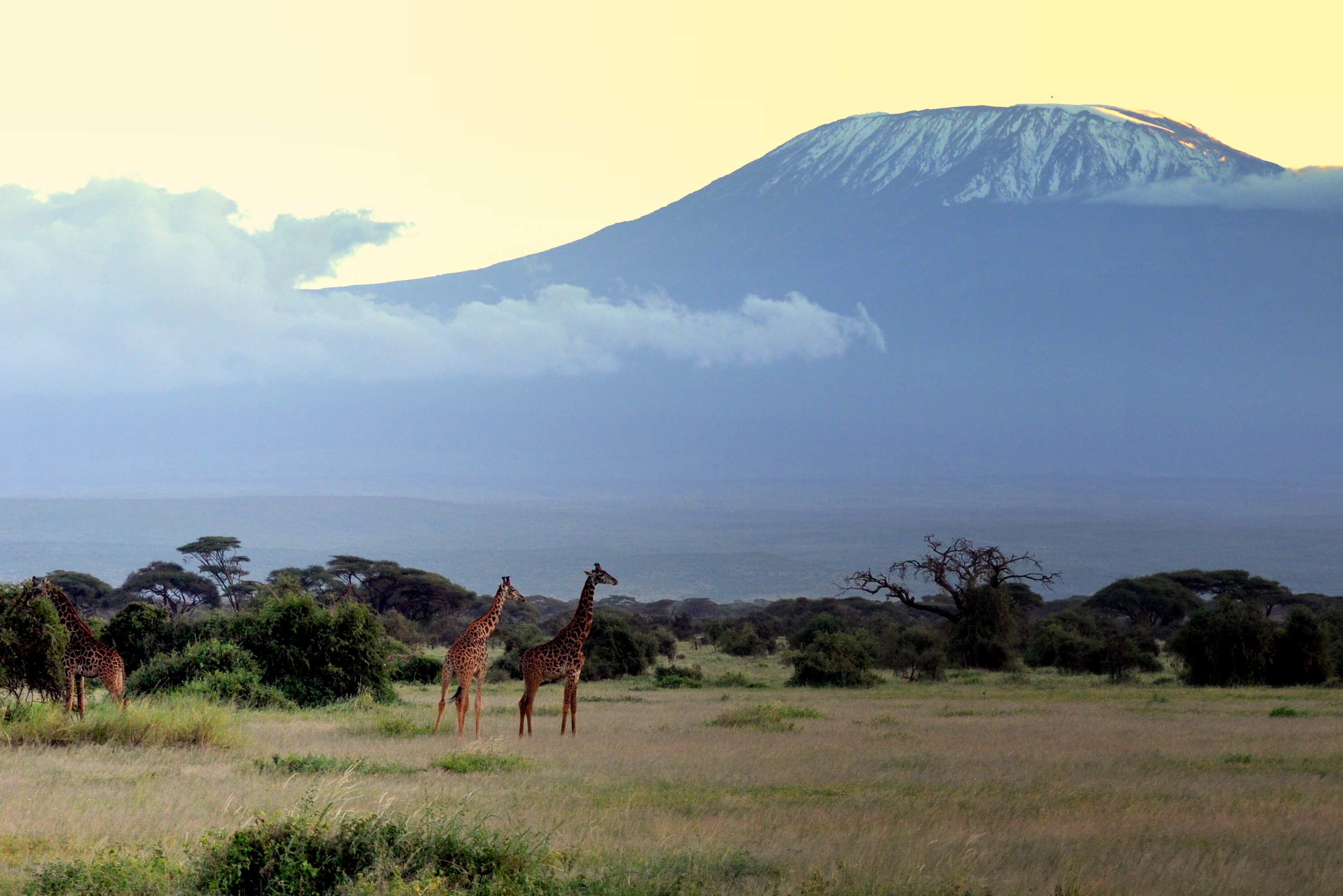 Belle vue sur le Kilimandjaro  Girafes Animaux 