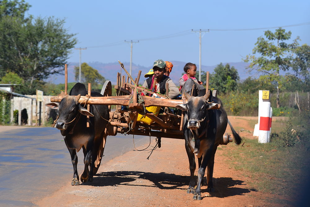 Paysan du Myanmar