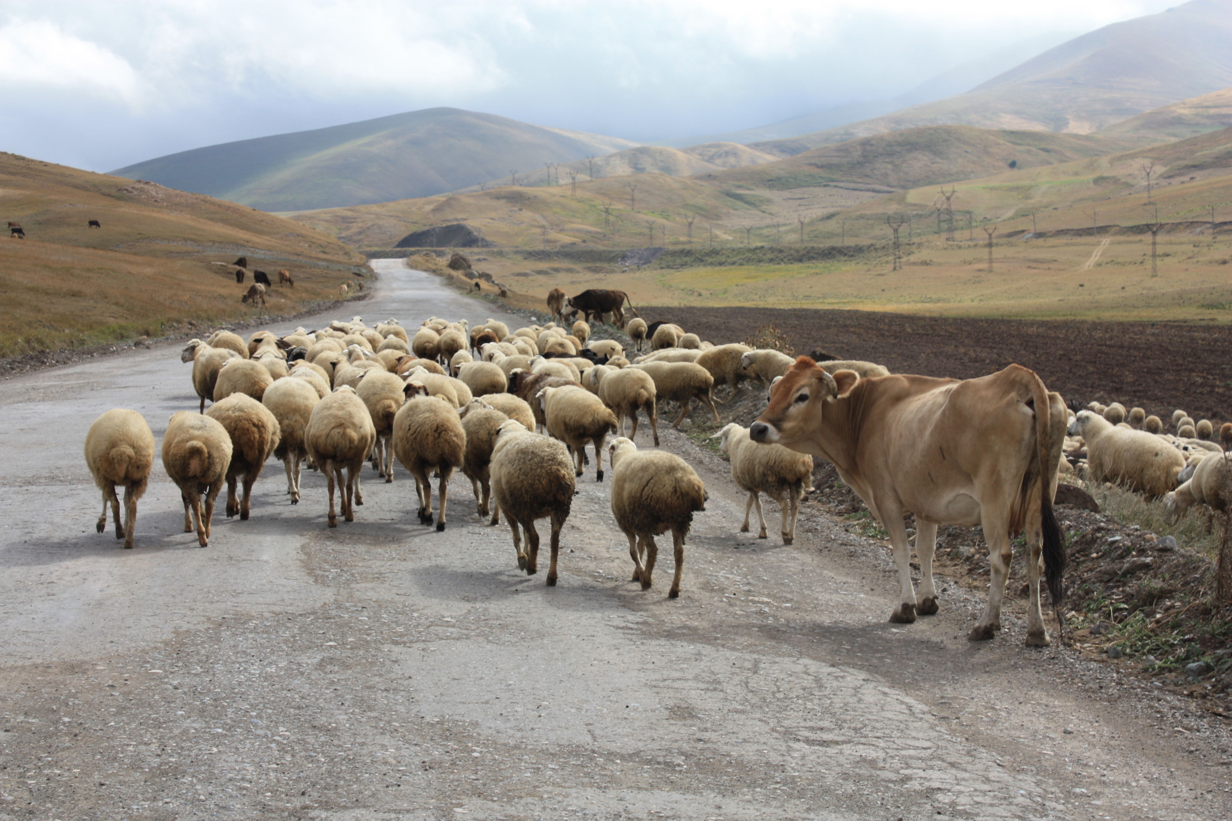 Troupeau en zone frontalière république d'Arménie