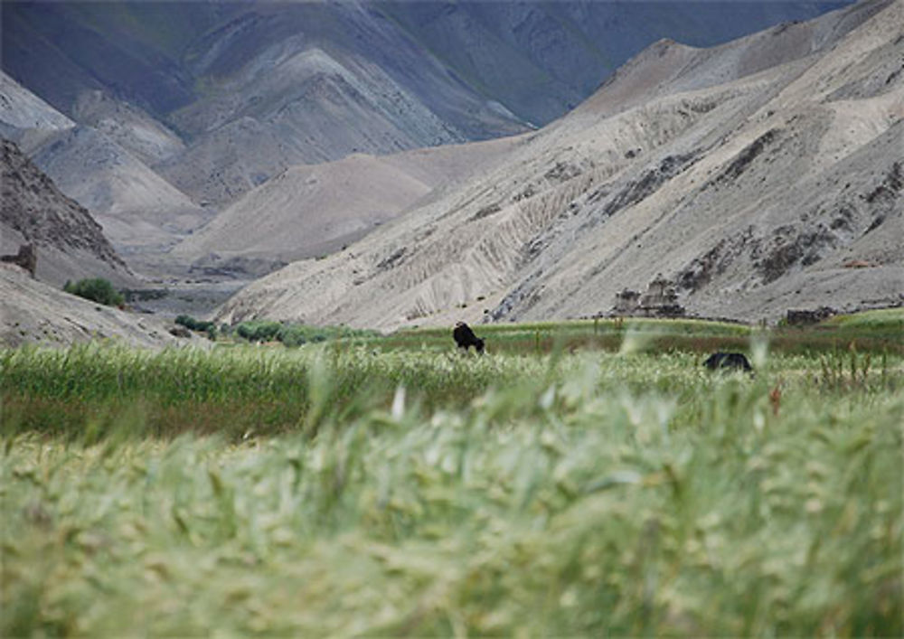 Ladakh