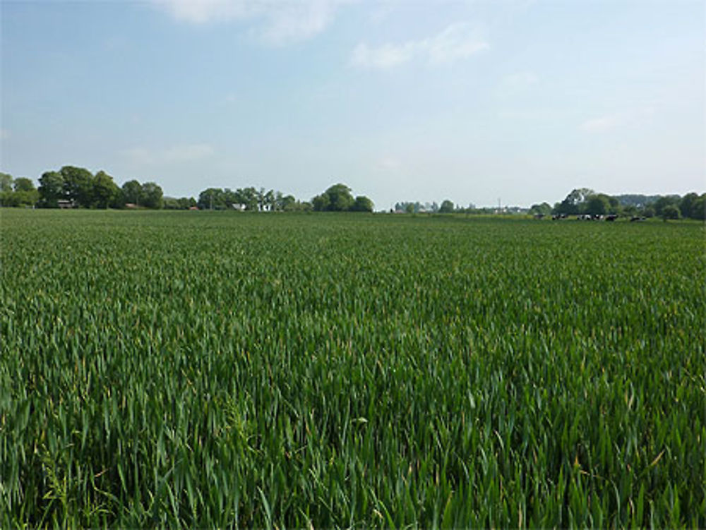 Campagne normande