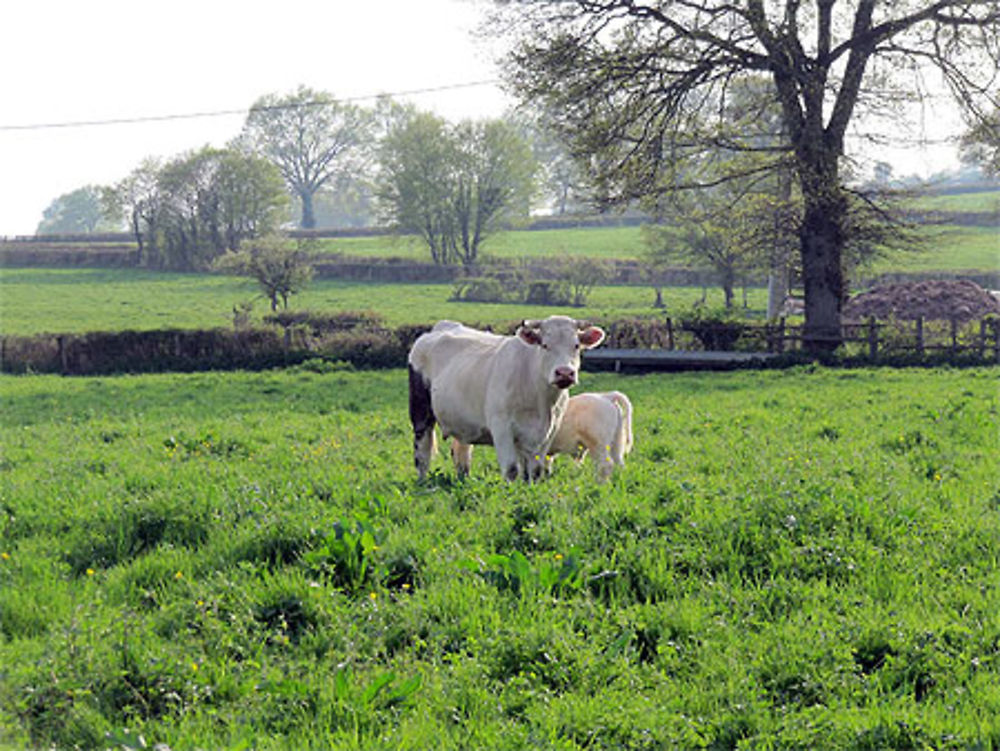 Vache et son petit à Ballore