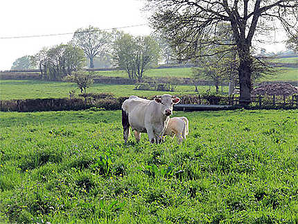 Vache et son petit à Ballore