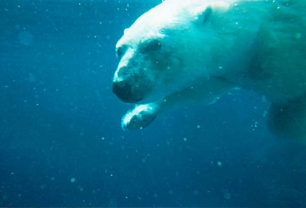 Ours polaire nageant sous l'eau