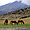Cotopaxi horses