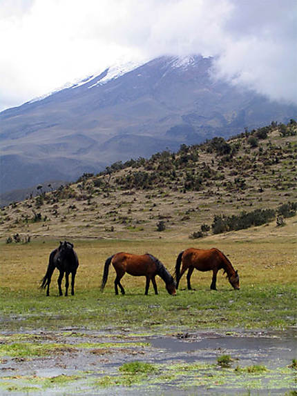 Cotopaxi horses