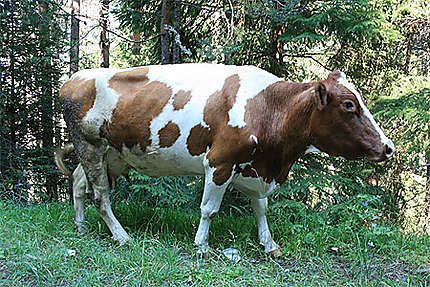 Vache près du lac de Dospat