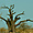 Baobab mort en brousse vers Joal