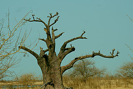 Baobab mort en brousse vers Joal