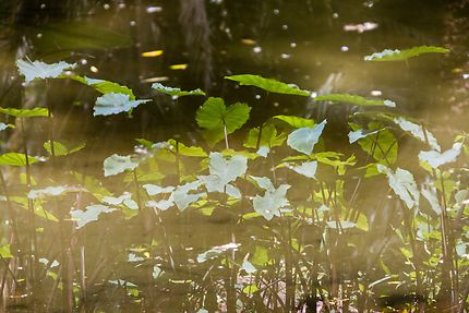 Alger - Jardin d'Essai - Reflets