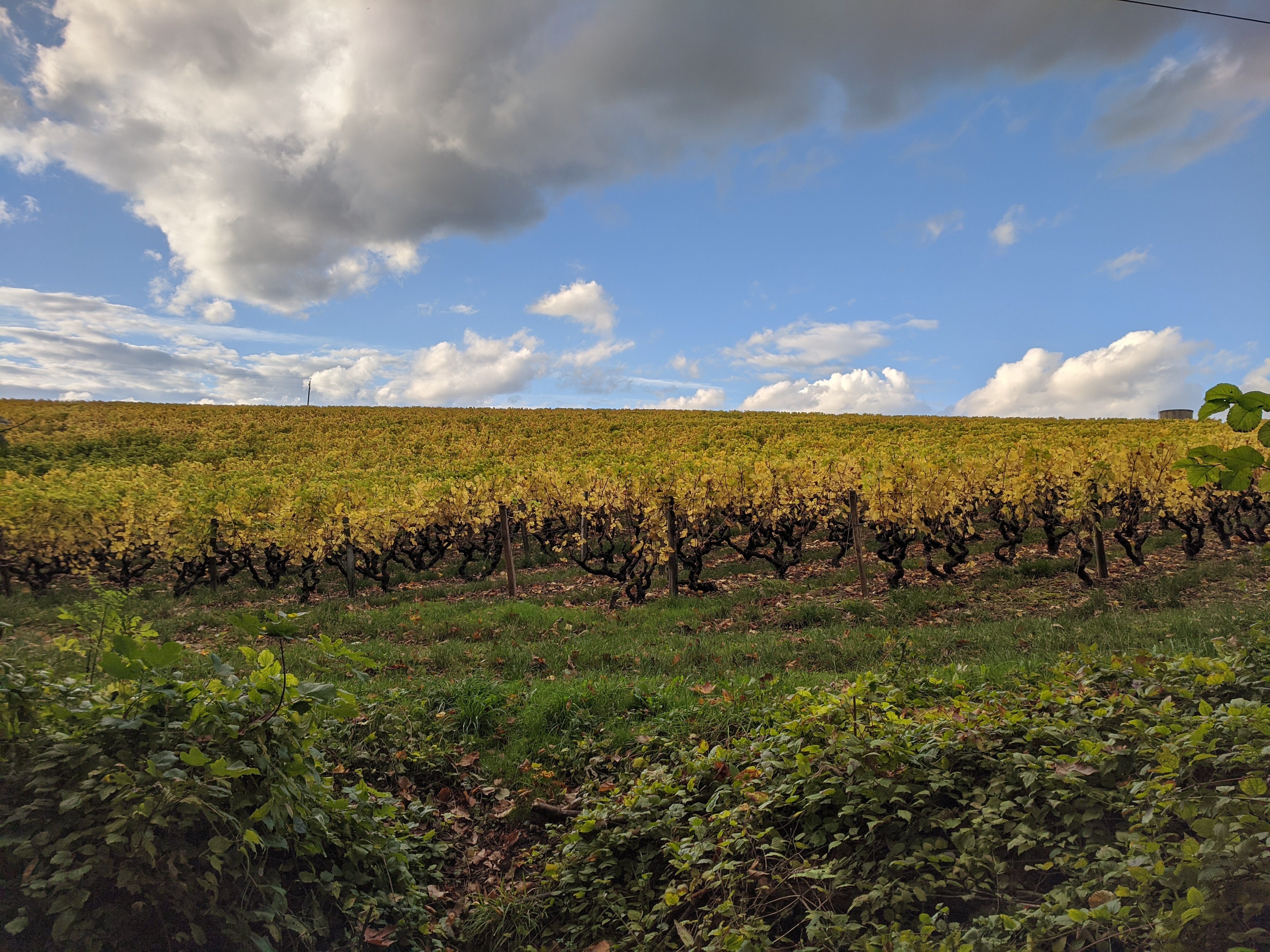 Vignes de Vouvray Vignes de Vouvray