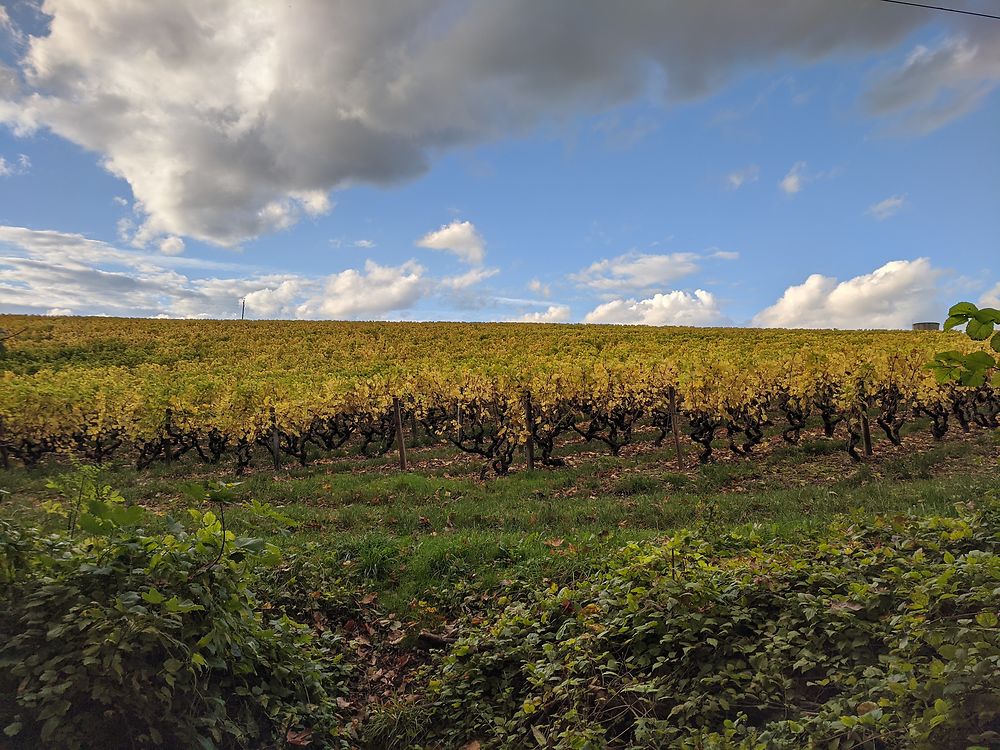 Vignes de Vouvray